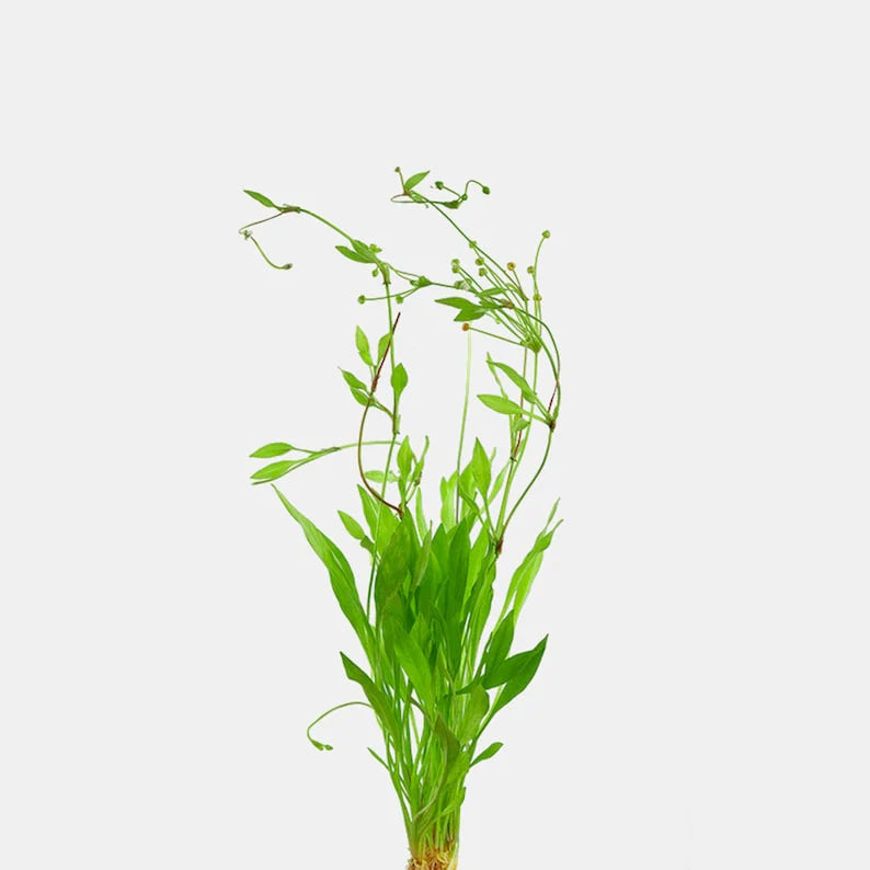 Broadleaf Chain Sword