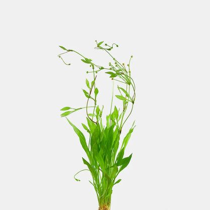 Broadleaf Chain Sword