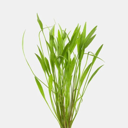 Broadleaf Chain Sword