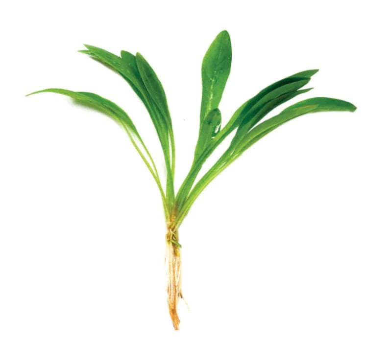 Broadleaf Chain Sword