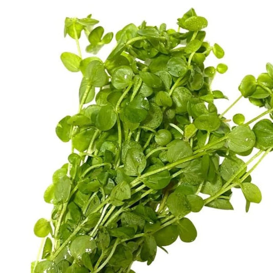 Micranthemum Umbrosum