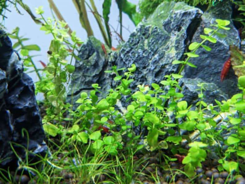 Micranthemum Umbrosum