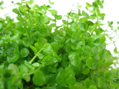 Micranthemum Umbrosum