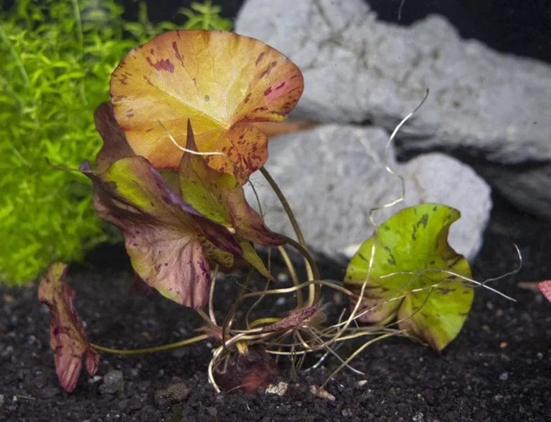 Dwarf Aquarium Lily [Nymphaea Stellata]