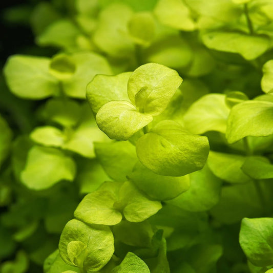 Golden Lloydiella-Golden Creeping Jenny [Lysimachia nummularia 'Aurea']