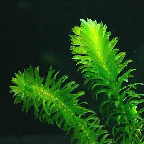 Anacharis Elodea