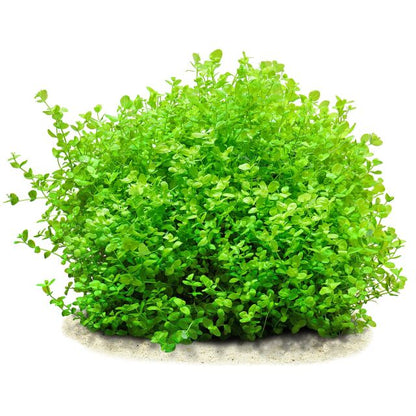 Micranthemum Umbrosum