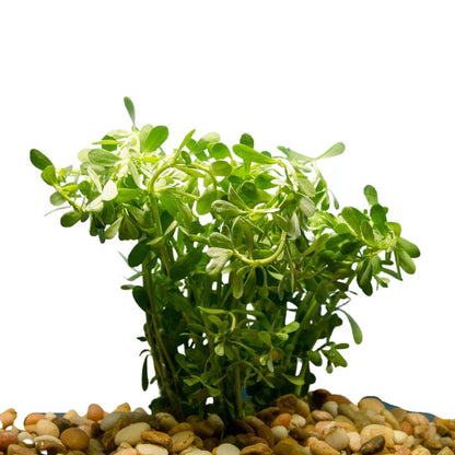 Brahmi-Bacopa Monnieri Moneywort