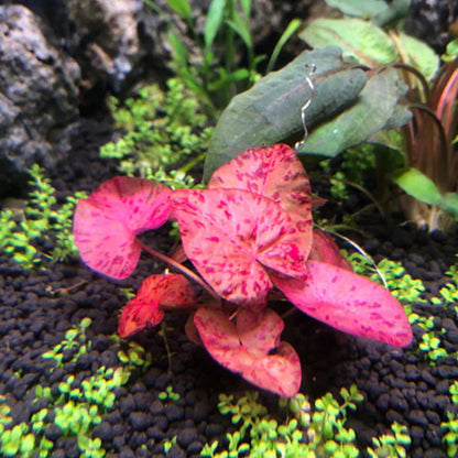 Tiger Lotus [Nymphaea Zenkeri]