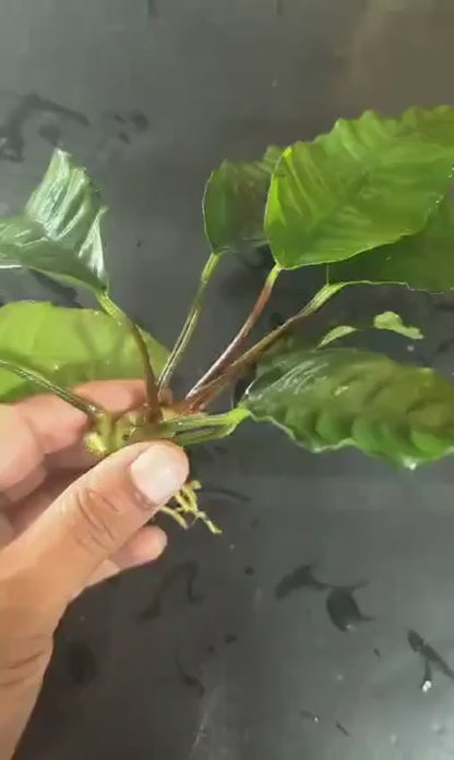 Anubias Barteri 'Coffeefolia'