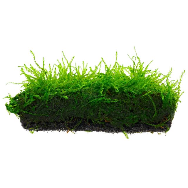 Weeping Moss [Vesicularia Ferriei]