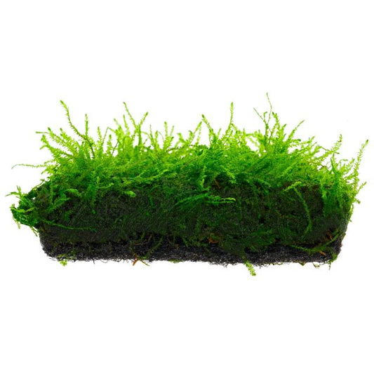 Weeping Moss [Vesicularia Ferriei]