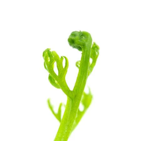 Water Sprite [Water Fern, Indian Fern]