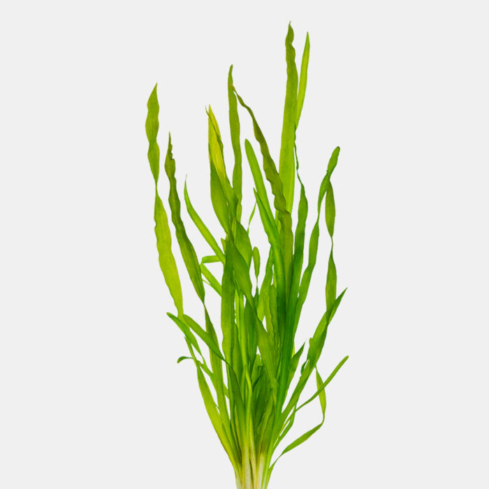 Corkscrew Val [Vallisneria Contortionist] - Image 3