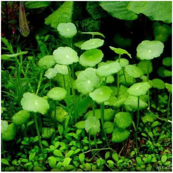 Pennywort [Hydrocotyle sp] - Image 3