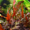 Cryptocoryne Wendtii 'Red'